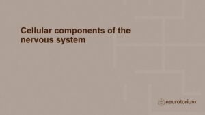 Slide introducing the chapter on cellular components of the nervous system