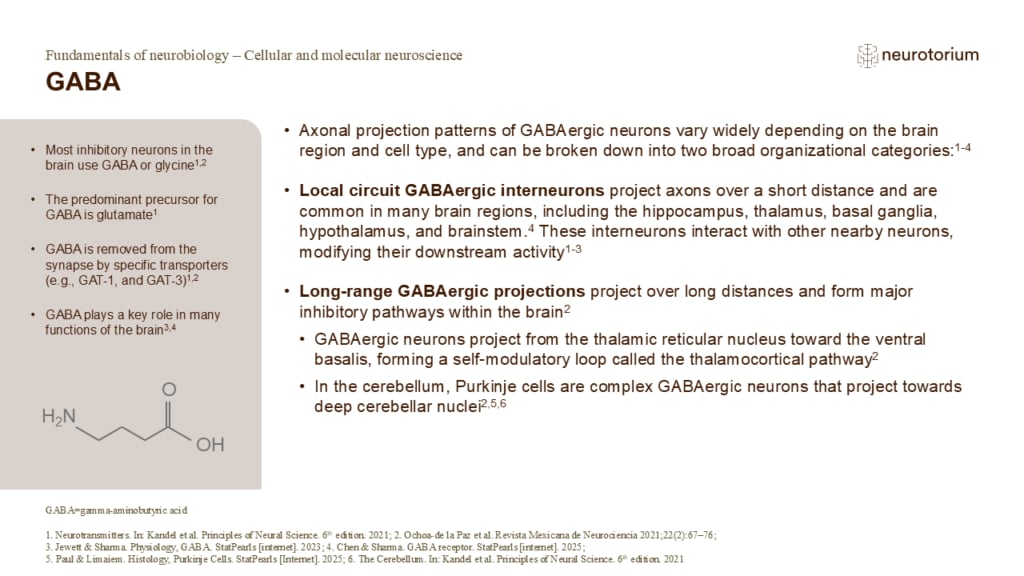 Slide showing GABA as the main inhibitory neurotransmitter, including its functions and local and long-range neuronal projections.