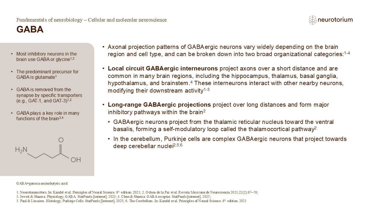 Slide showing GABA as the main inhibitory neurotransmitter, including its functions and local and long-range neuronal projections.