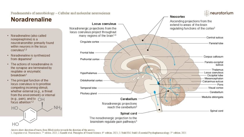 Slide showing noradrenaline pathways from the locus coeruleus projecting throughout the brain and spinal cord.