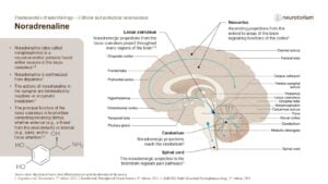 Slide showing noradrenaline pathways from the locus coeruleus projecting throughout the brain and spinal cord.