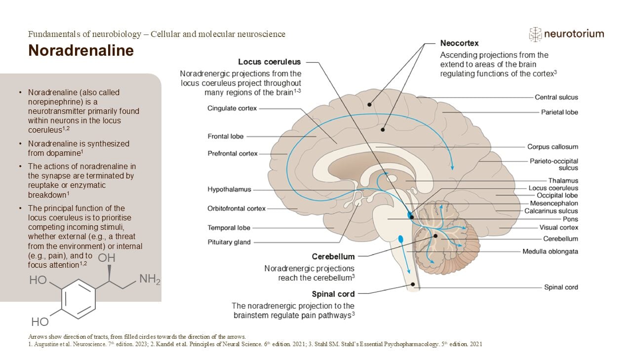 Slide showing noradrenaline pathways from the locus coeruleus projecting throughout the brain and spinal cord.