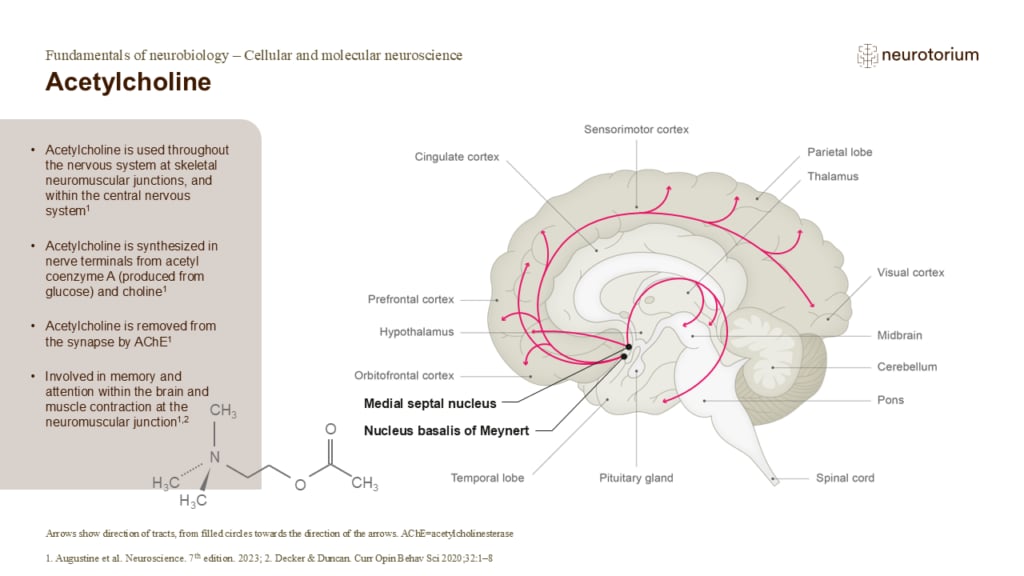 Slide showing acetylcholine pathways in the brain and its roles in memory, attention, and neuromuscular function.