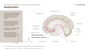 Slide showing acetylcholine pathways in the brain and its roles in memory, attention, and neuromuscular function.