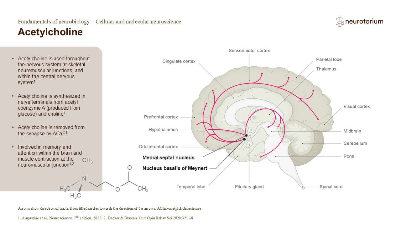 Slide showing acetylcholine pathways in the brain and its roles in memory, attention, and neuromuscular function.
