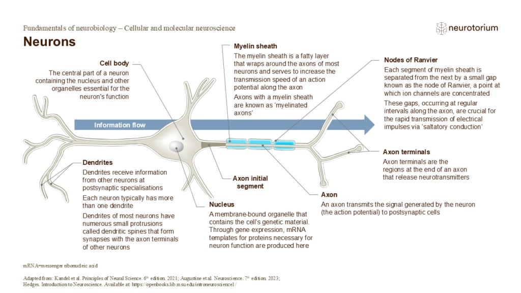 Slide showing a neuron with its main parts and direction of information flow.