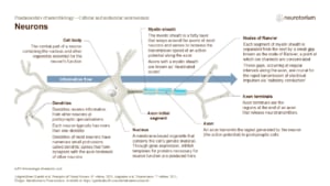 Slide showing a neuron with its main parts and direction of information flow.