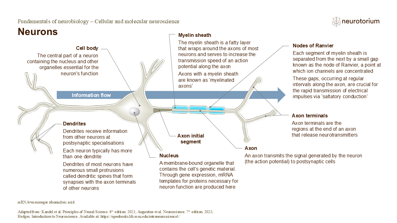 Slide showing a neuron with its main parts and direction of information flow.