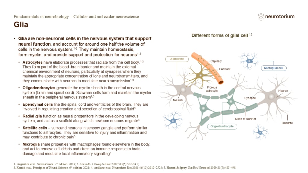 Slide showing different types of glial cells, including astrocytes, oligodendrocytes, microglia, and their roles in supporting neurons.