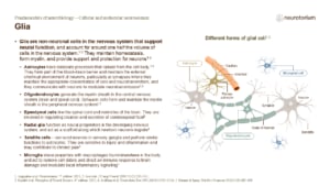 Slide showing different types of glial cells, including astrocytes, oligodendrocytes, microglia, and their roles in supporting neurons.