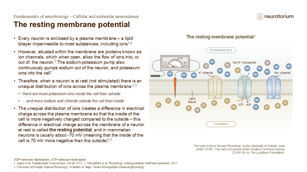 Slide showing the resting membrane potential, illustrating ion distribution across the neuronal membrane and the role of ion channels and pumps.