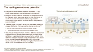 Slide showing the resting membrane potential, illustrating ion distribution across the neuronal membrane and the role of ion channels and pumps.