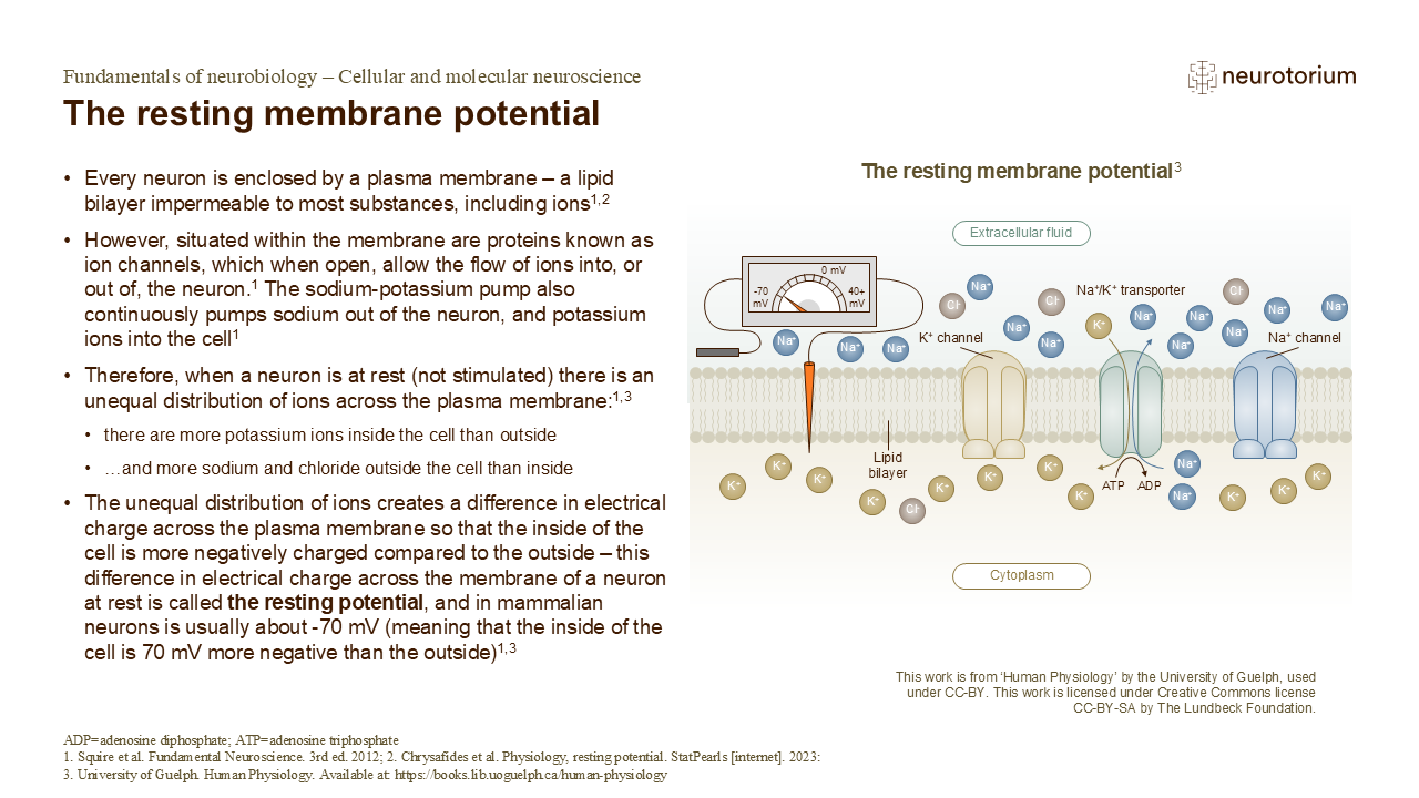 Slide showing the resting membrane potential, illustrating ion distribution across the neuronal membrane and the role of ion channels and pumps.