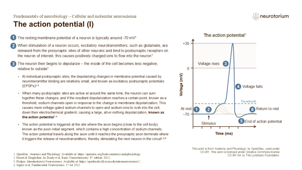 Slide showing the stages of an action potential, including depolarization, repolarization, and return to resting membrane potential.