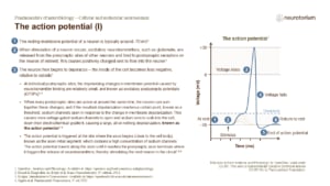 Slide showing the stages of an action potential, including depolarization, repolarization, and return to resting membrane potential.