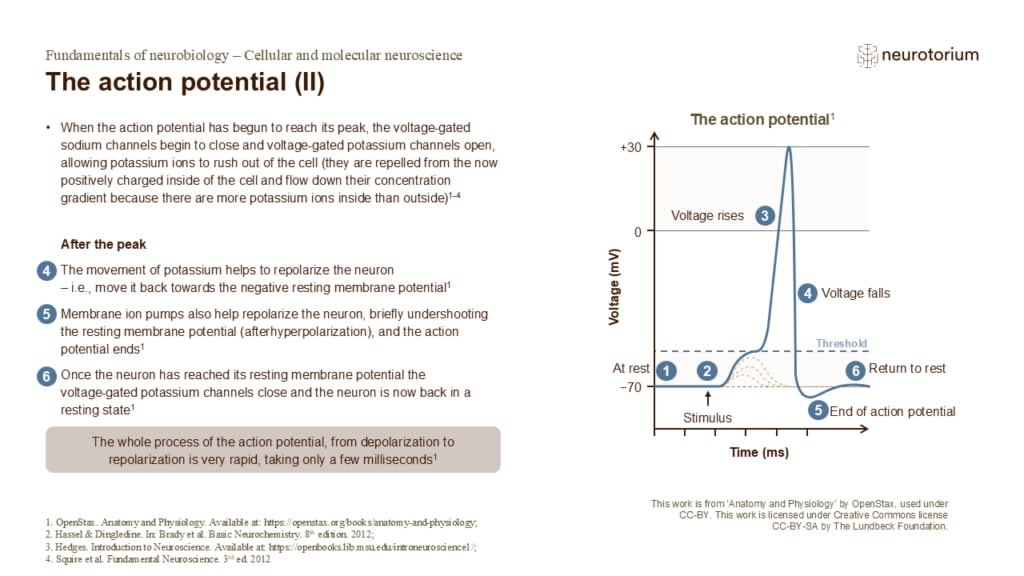 Slide showing later stages of an action potential, including repolarization, afterhyperpolarization, and return to resting membrane potential.