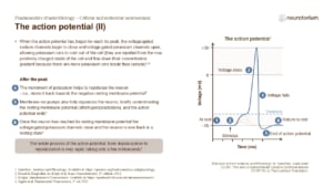 Slide showing later stages of an action potential, including repolarization, afterhyperpolarization, and return to resting membrane potential.