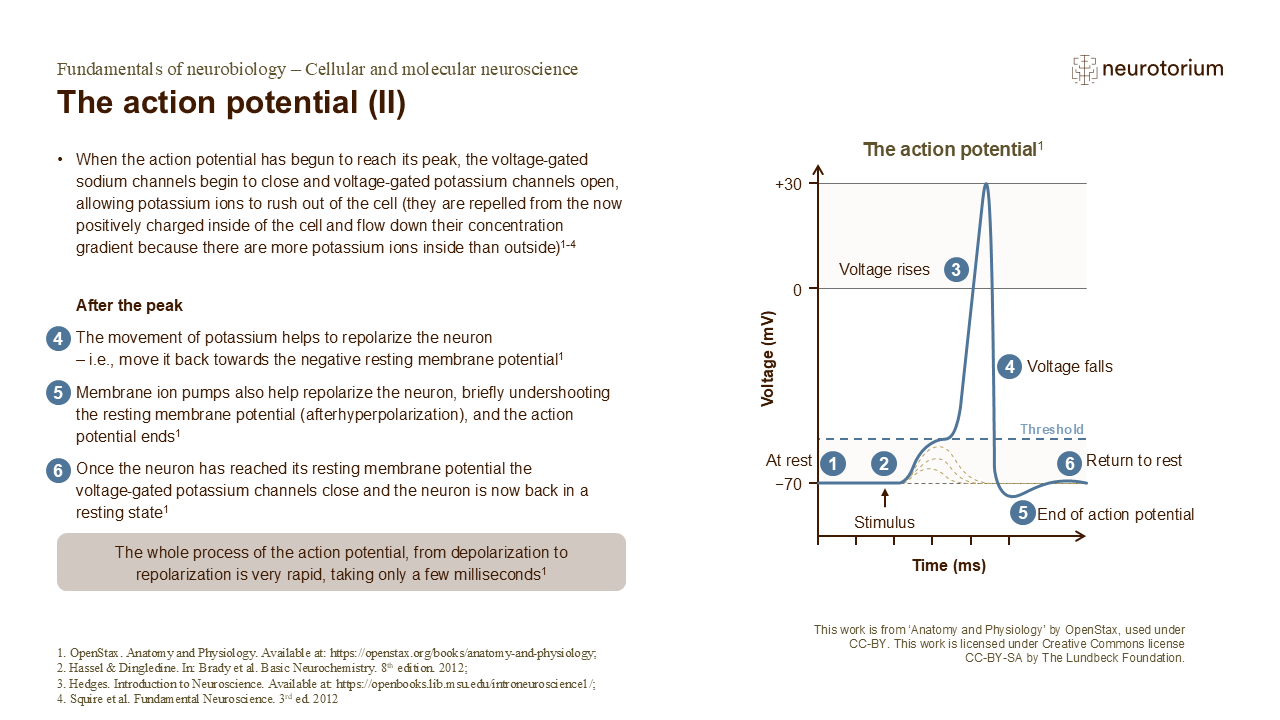 Slide showing later stages of an action potential, including repolarization, afterhyperpolarization, and return to resting membrane potential.