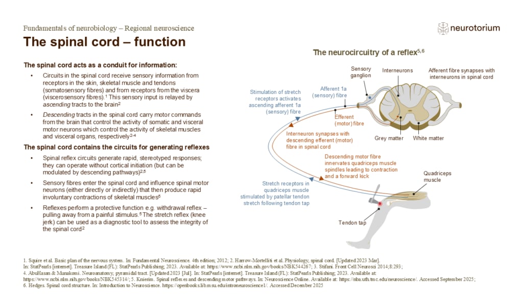 Slide describing the spinal cord’s sensory, motor, and reflex functions, illustrated with a labelled knee-jerk reflex pathway diagram.