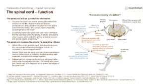 Slide describing the spinal cord’s sensory, motor, and reflex functions, illustrated with a labelled knee-jerk reflex pathway diagram.