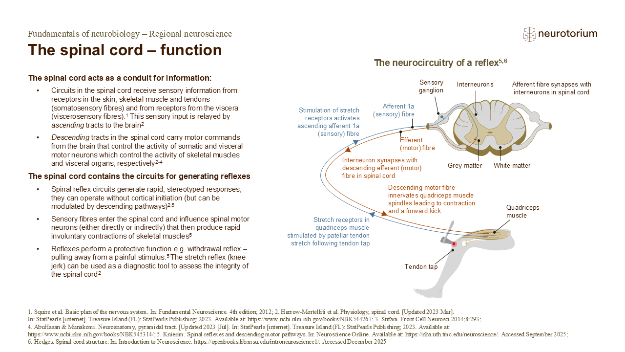 Slide describing the spinal cord’s sensory, motor, and reflex functions, illustrated with a labelled knee-jerk reflex pathway diagram.