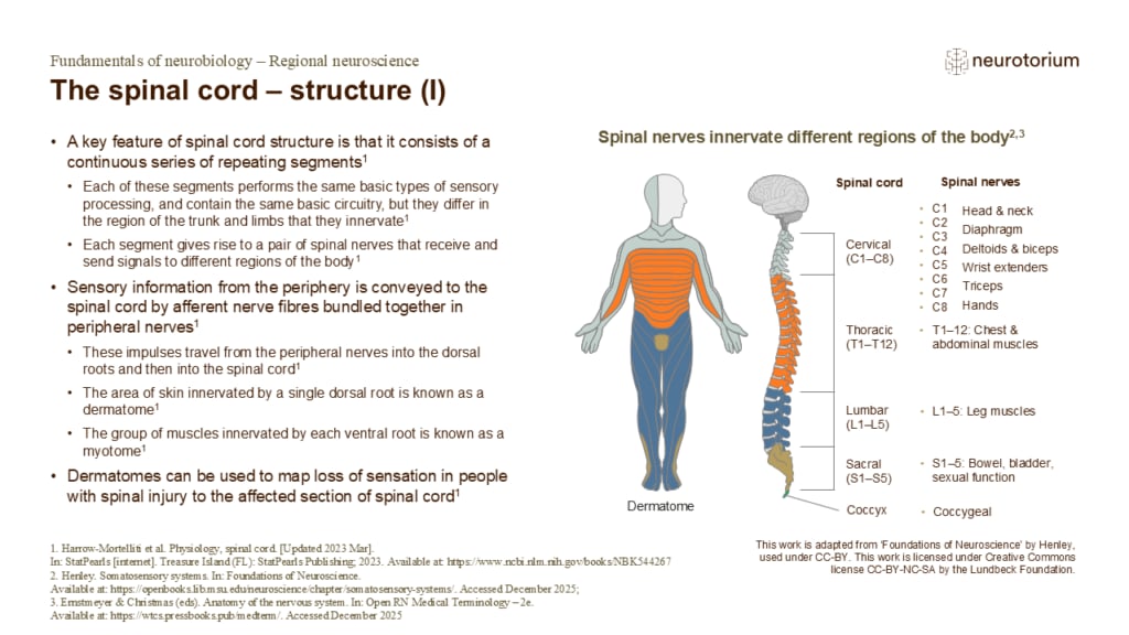Slide describing the segmented structure of the spinal cord and dermatomes.