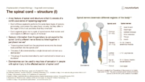 Slide describing the segmented structure of the spinal cord and dermatomes.