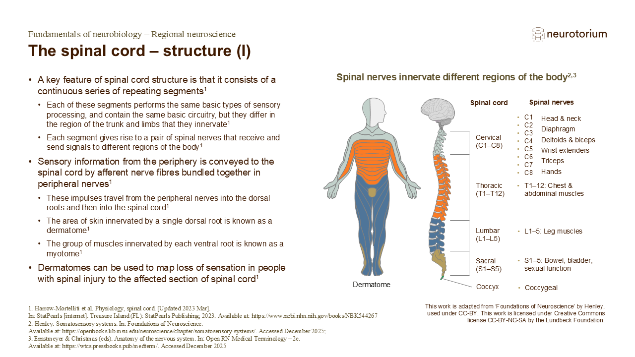 Slide describing the segmented structure of the spinal cord and dermatomes.