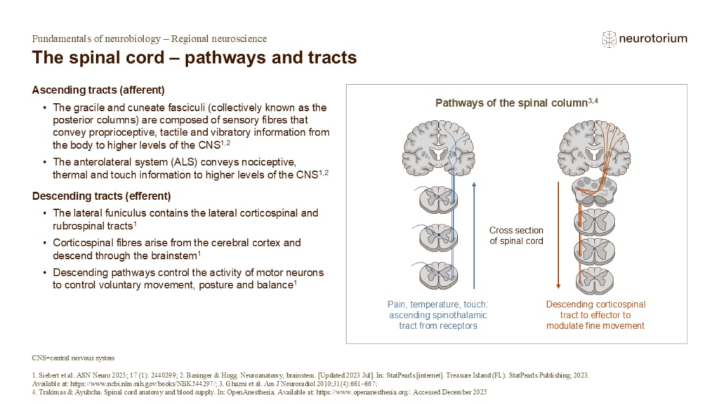 Slide describing ascending sensory and descending motor tracts of the spinal cord with pathway diagrams.
