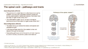 Slide describing ascending sensory and descending motor tracts of the spinal cord with pathway diagrams.