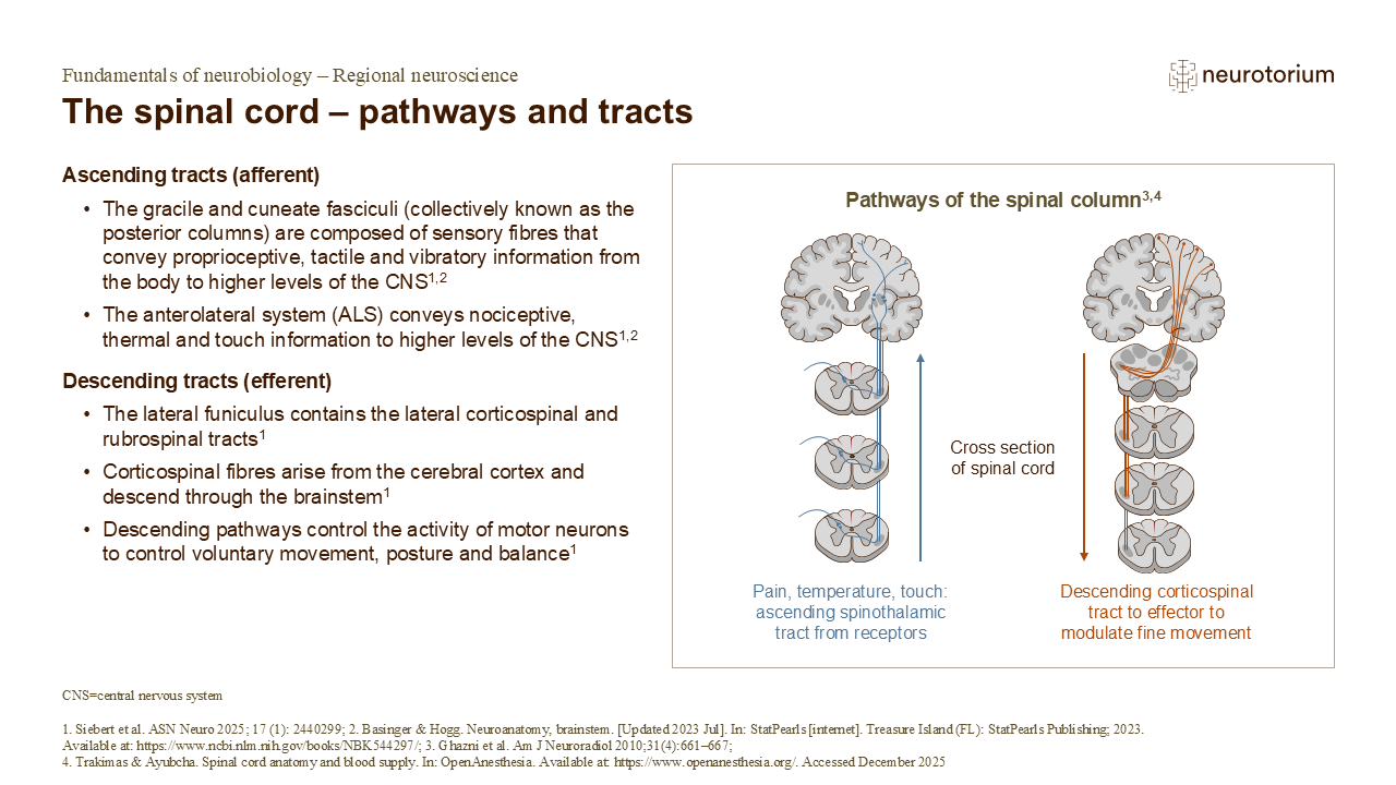 Slide describing ascending sensory and descending motor tracts of the spinal cord with pathway diagrams.