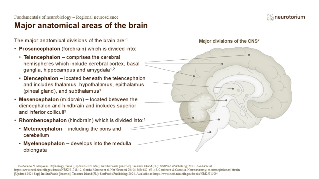 Slide describing the major anatomical divisions of the brain with a labelled sagittal brain diagram.