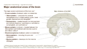Slide describing the major anatomical divisions of the brain with a labelled sagittal brain diagram.