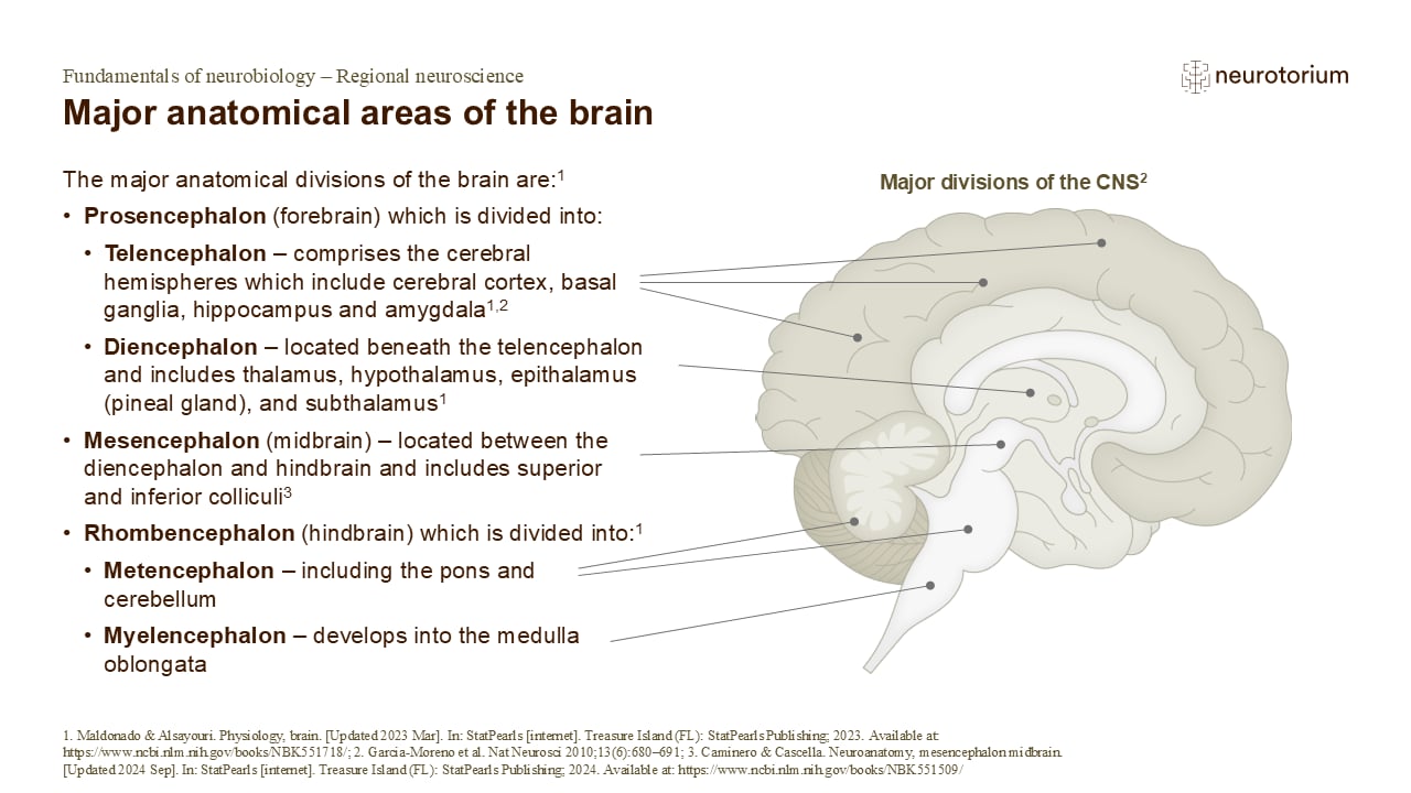Slide describing the major anatomical divisions of the brain with a labelled sagittal brain diagram.