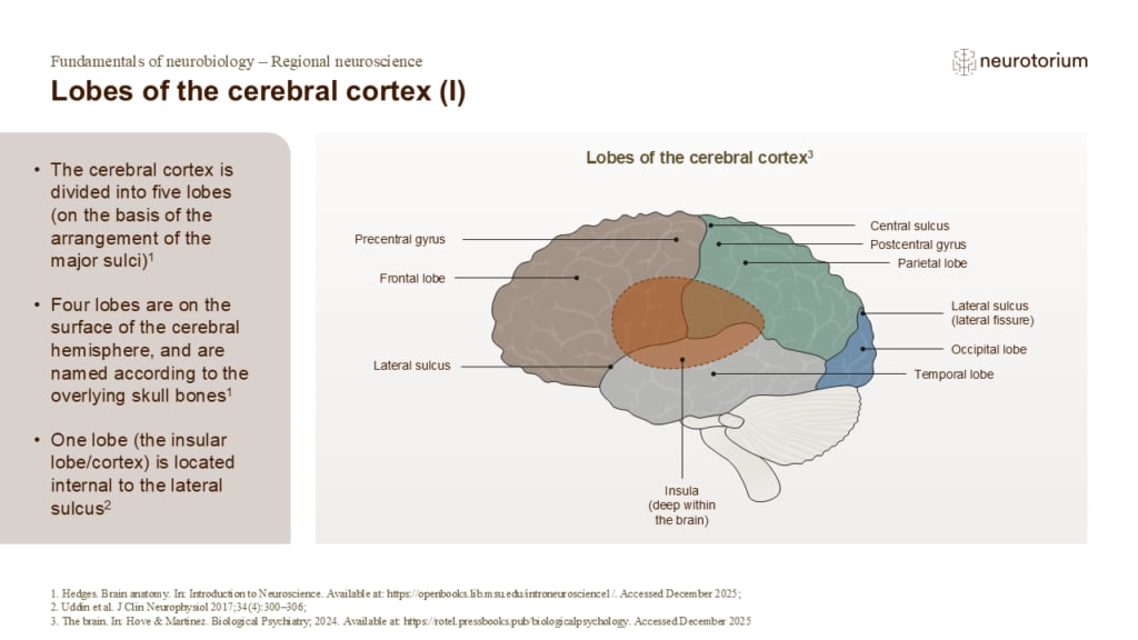 Slide describing the lobes of the cerebral cortex with a labelled diagram of the frontal, parietal, temporal, occipital, and insular lobes.