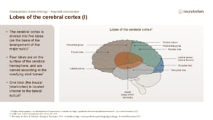 Slide describing the lobes of the cerebral cortex with a labelled diagram of the frontal, parietal, temporal, occipital, and insular lobes.