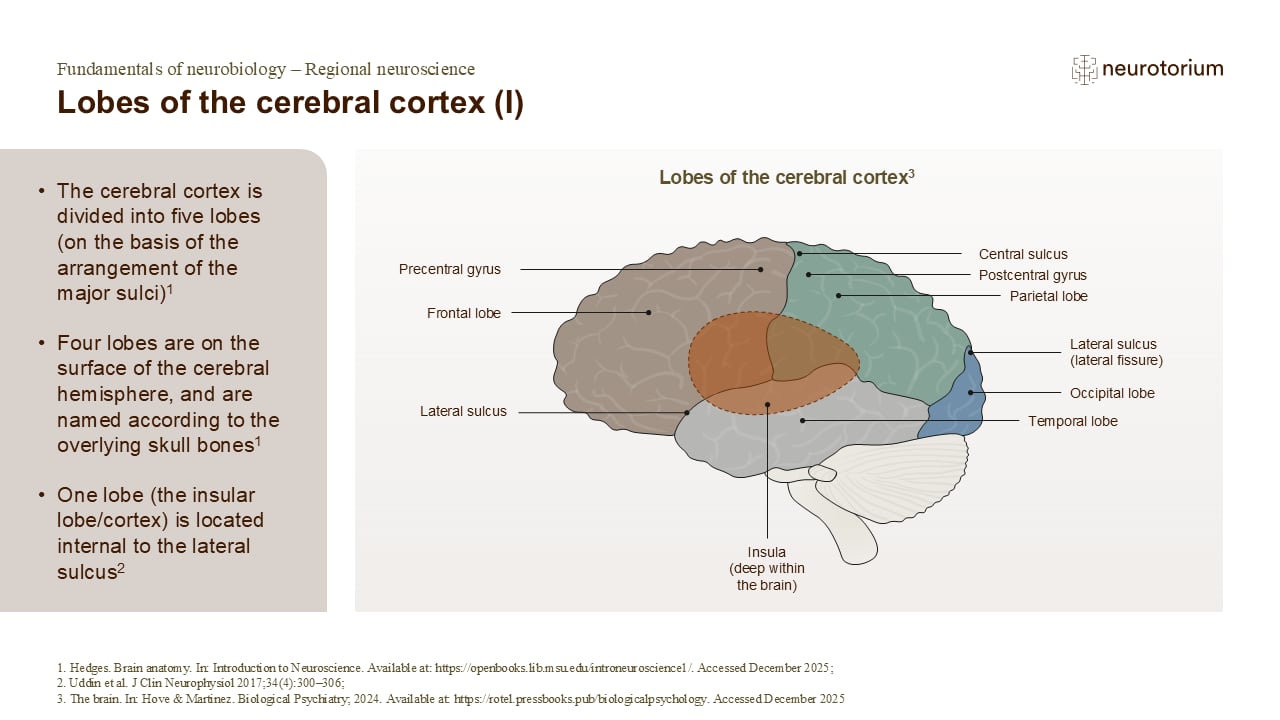 Slide describing the lobes of the cerebral cortex with a labelled diagram of the frontal, parietal, temporal, occipital, and insular lobes.