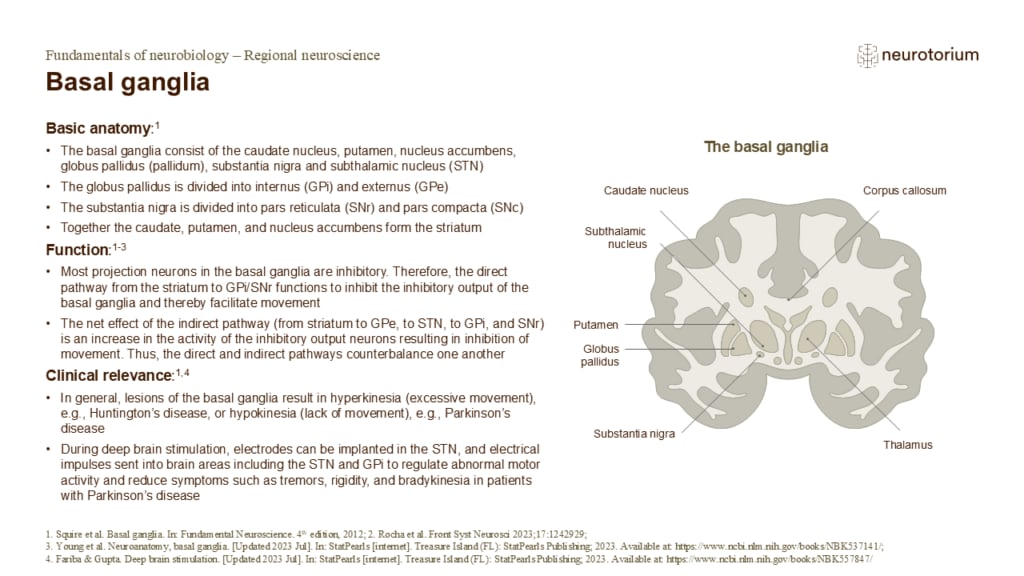 Slide describing the anatomy and motor functions of the basal ganglia with a labelled coronal brain diagram.