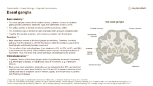 Slide describing the anatomy and motor functions of the basal ganglia with a labelled coronal brain diagram.