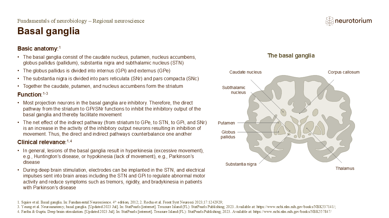 Slide describing the anatomy and motor functions of the basal ganglia with a labelled coronal brain diagram.