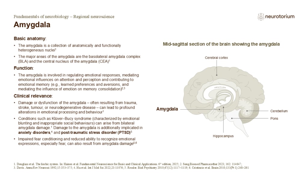 Slide describing the anatomy, functions, and clinical relevance of the amygdala with a labelled mid-sagittal brain diagram.