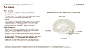 Slide describing the anatomy, functions, and clinical relevance of the amygdala with a labelled mid-sagittal brain diagram.