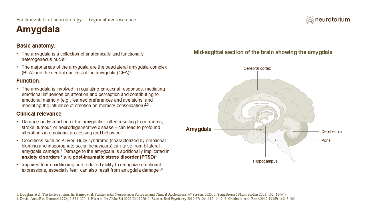 Slide describing the anatomy, functions, and clinical relevance of the amygdala with a labelled mid-sagittal brain diagram.