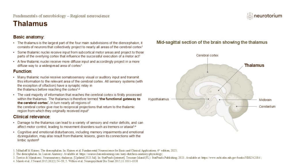 Slide describing the anatomy, functions, and clinical relevance of the thalamus with a labelled mid-sagittal brain diagram.