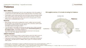 Slide describing the anatomy, functions, and clinical relevance of the thalamus with a labelled mid-sagittal brain diagram.