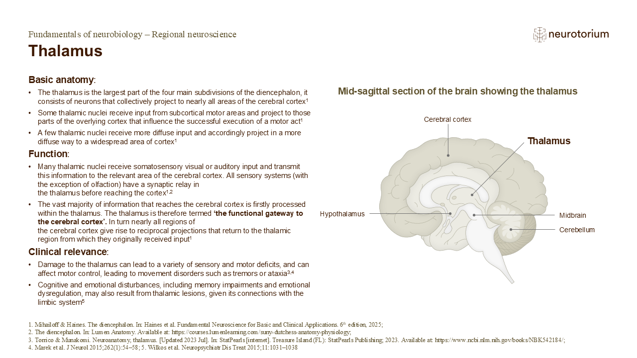 Slide describing the anatomy, functions, and clinical relevance of the thalamus with a labelled mid-sagittal brain diagram.