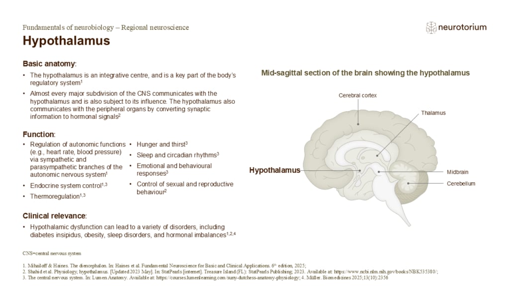 Slide describing the anatomy, functions, and clinical relevance of the hypothalamus