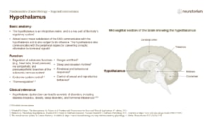 Slide describing the anatomy, functions, and clinical relevance of the hypothalamus
