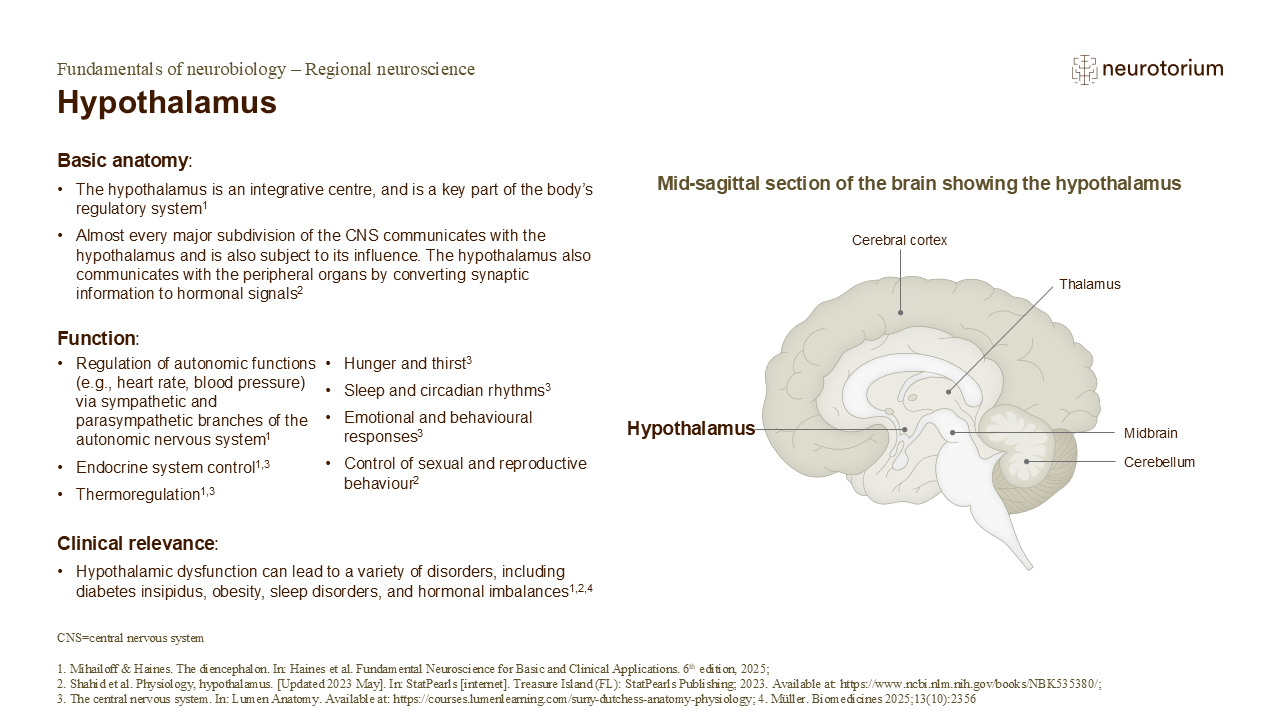 Slide describing the anatomy, functions, and clinical relevance of the hypothalamus