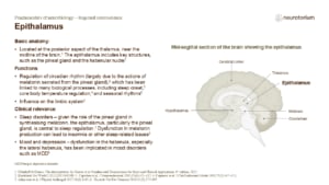 Slide describing the anatomy, functions, and clinical relevance of the epithalamus.